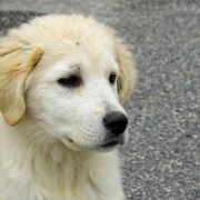 maremma dog, emotionalwisdomforyou.com