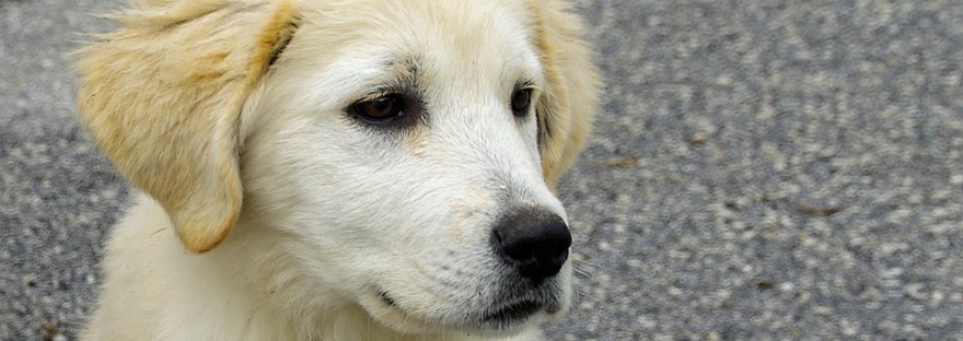 maremma dog, emotionalwisdomforyou.com